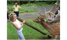 Deer