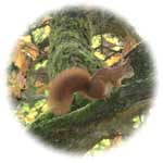 squirrel
